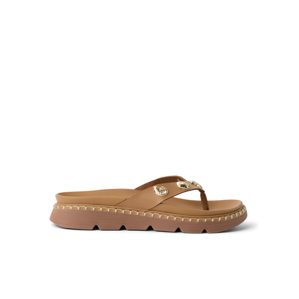 Tan Seashell